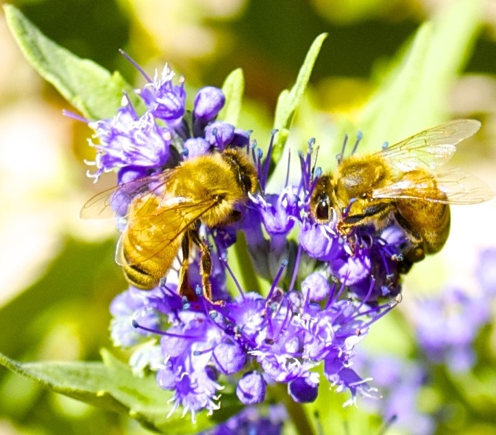 Bee Safe Boulder: Honey Bees