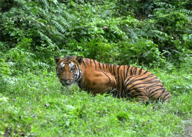 Tiger conservation in India