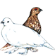 Fort Collins Audubon Logo