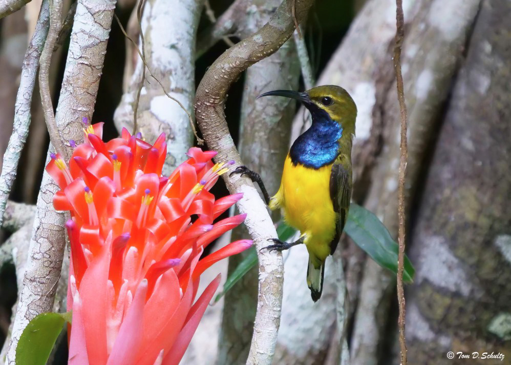 Olive-backed Sunbird in Queensland, Australia, by Tom Schultz.