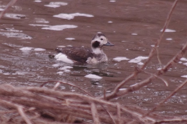 goldeneye at Rigden Reservoir